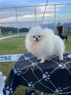 Pomeranians, beautiful puppies - Vienna Dogs, Puppies