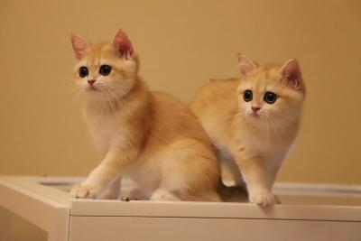 FULL PEDIGREE ORIGINAL BRITISHORTHAIR GIRLS - Brussels Cats, Kittens