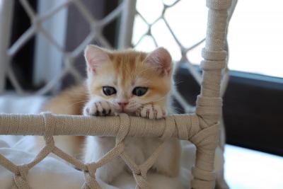 FULL PEDIGREE ORIGINAL BRITISHORTHAIR GIRLS - Brussels Cats, Kittens