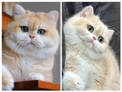 FULL PEDIGREE ORIGINAL BRITISHORTHAIR GIRLS - Brussels Cats, Kittens