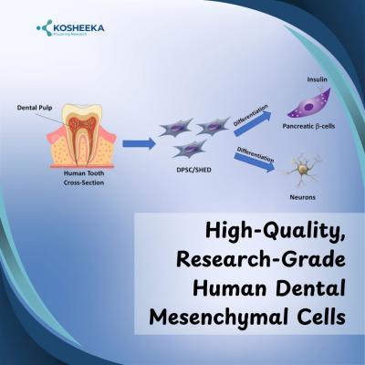High-Quality, Research-Grade Human Dental Mesenchymal Cells