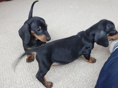   Doberman Pinscher puppies for sale whatsap : +49 15510 816005
