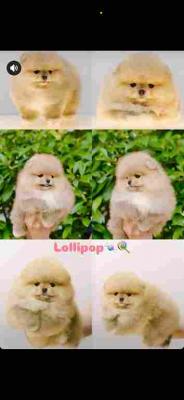 I am selling Pomeranian puppies