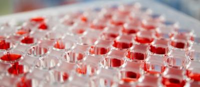 Bacillus Coagulans Capsule Manufacturers