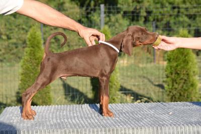 Dobermann - Frankfurt (Main) Dogs, Puppies