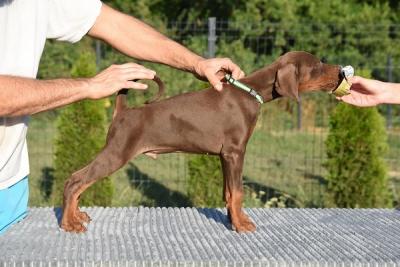 Doberman, male puppies - Vienna Dogs, Puppies