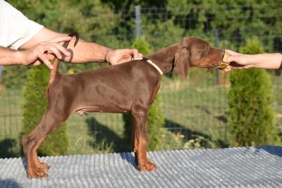 Doberman, male puppies - Vienna Dogs, Puppies