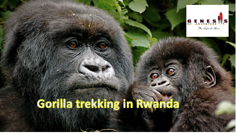 Gorilla Trekking in Rwanda & Wildlife Safari Packages | Genesis of Adventure