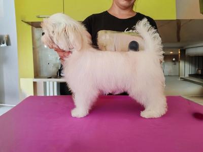 Maltese, excellent bloodlines - Vienna Dogs, Puppies