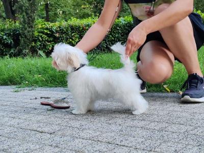 Maltese, excellent bloodlines - Vienna Dogs, Puppies