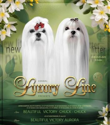 Maltese, excellent bloodlines - Vienna Dogs, Puppies