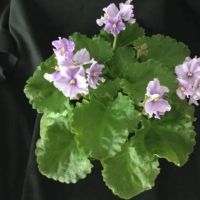 Led Light For African Violet Seeds Growth