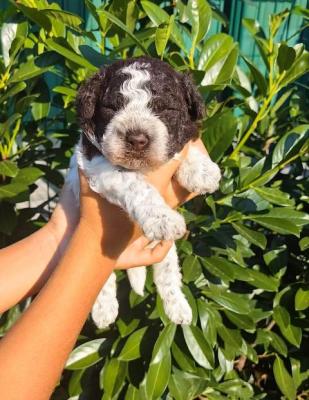 Lagotto Romagnolo Welpen - Vienna Dogs, Puppies