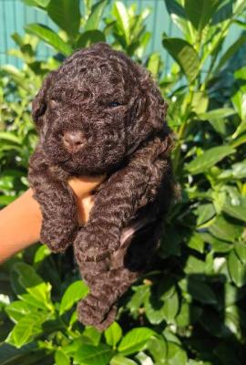 Chiots Lagotto Romagnolo - Paris Dogs, Puppies