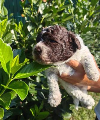 Chiots Lagotto Romagnolo - Paris Dogs, Puppies