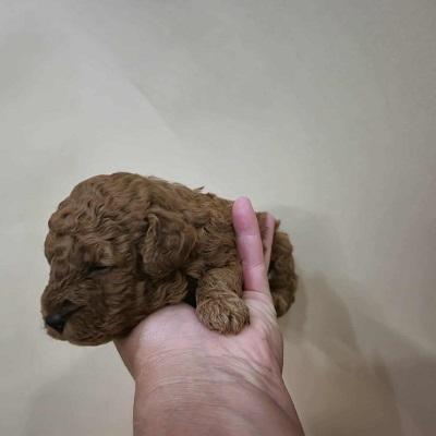 Pudelwelpen von höchster Qualität