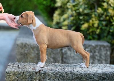 American staffordshire terriers - Vienna Dogs, Puppies