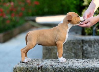 American staffordshire terriers - Vienna Dogs, Puppies