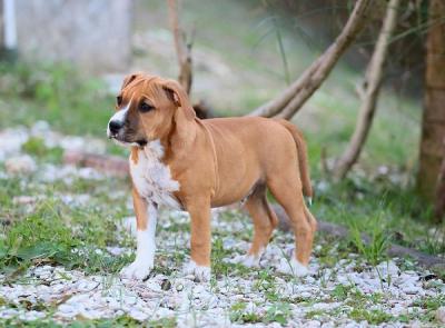 American staffordshire terriers - Vienna Dogs, Puppies