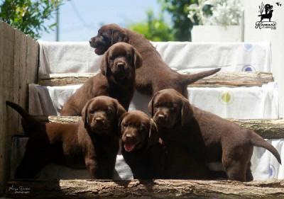 Chocolate Labrador Retriever puppies