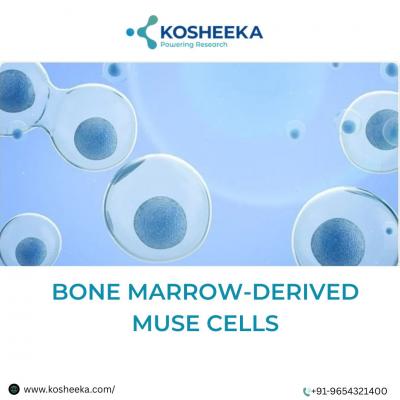 Explore Regenerative Medicine with Bone Marrow-Derived Muse Cells