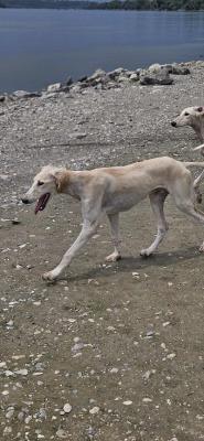 Persian Greyhound SALUKI puppies - Vienna Dogs, Puppies