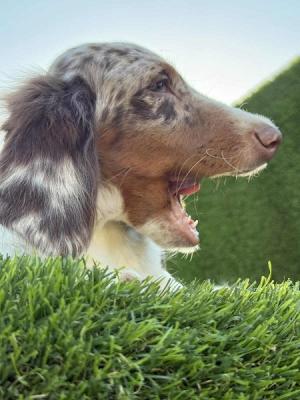 Long haired dachshund - Vienna Dogs, Puppies