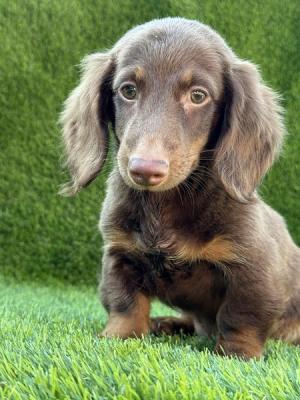 Long haired dachshund - Vienna Dogs, Puppies