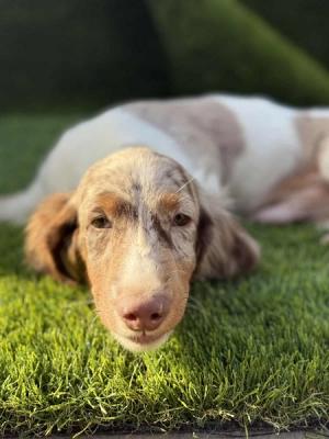 Long haired dachshund - Vienna Dogs, Puppies