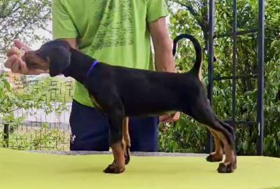 Doberman Puppies – Champion Bloodline - Shanghai Dogs, Puppies