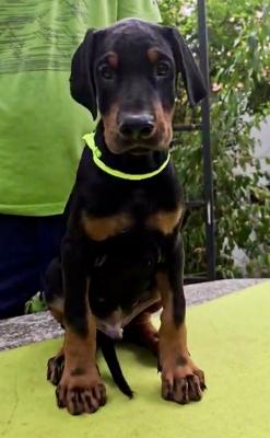 Doberman Puppies – Champion Bloodline - Shanghai Dogs, Puppies