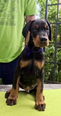 Doberman Puppies – Champion Bloodline - Shanghai Dogs, Puppies