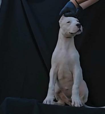Dogo Argentino females