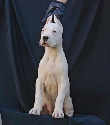 Dogo Argentino females - Zurich Dogs, Puppies