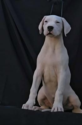 Dogo Argentino females - Zurich Dogs, Puppies
