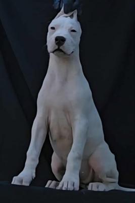 Dogo Argentino females - Zurich Dogs, Puppies