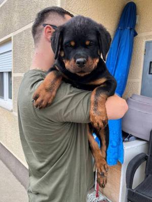 Rottweiler, Spitzenwelpen - Vienna Dogs, Puppies