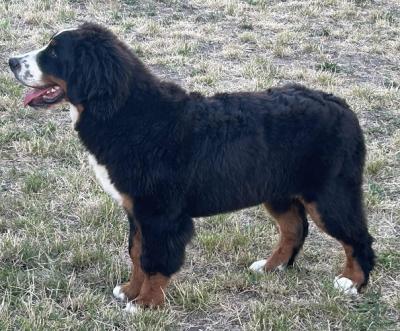 Berner Sennenhund Rüde