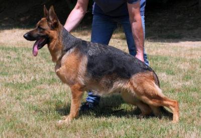 Deutsche Schäferhundwelpen - Vienna Dogs, Puppies