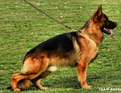 Deutsche Schäferhundwelpen - Vienna Dogs, Puppies