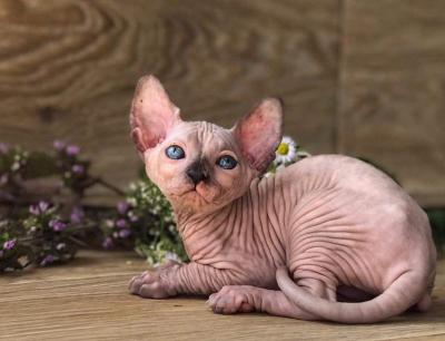 Beautiful Sphynx Kittens...whatsap : +49 15510 816005