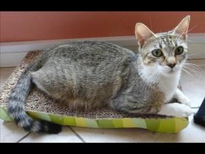 12 Weeks Old Tabby Kittens.whatsap : +49 15510 816005