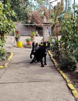 German Shepherd - Vienna Dogs, Puppies