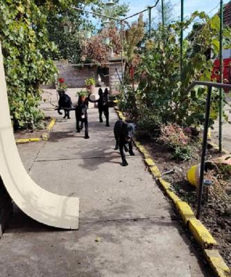 German Shepherd - Vienna Dogs, Puppies