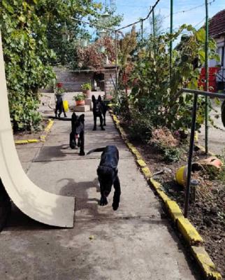 German Shepherd - Vienna Dogs, Puppies