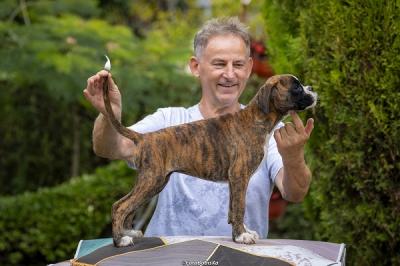 German Boxer - Vienna Dogs, Puppies