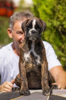 German Boxer - Vienna Dogs, Puppies