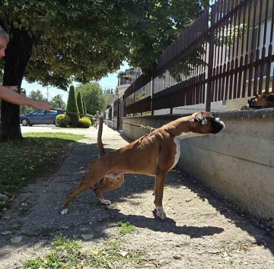 German Boxer - Vienna Dogs, Puppies