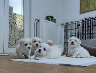 Coton de Tulear - Vienna Dogs, Puppies