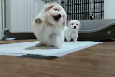 Coton de Tulear - Vienna Dogs, Puppies